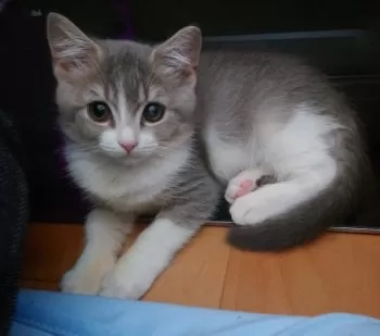 きなこ 様のお迎えした子猫