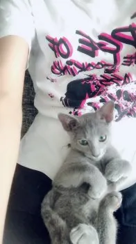 aco 様のお迎えした子猫