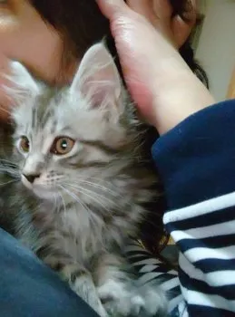 as-wari 様のお迎えした子猫