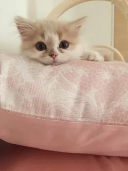 K 様のお迎えした子猫