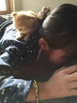 あんずさん 様のお迎えした子猫