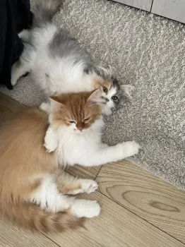 C.S 様のお迎えした子猫