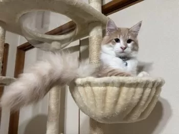 あーさ 様のお迎えした子猫