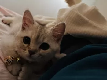 M.T 様のお迎えした子猫