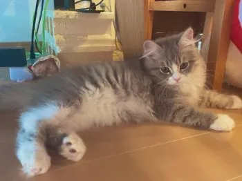 さぉ。 様のお迎えした子猫