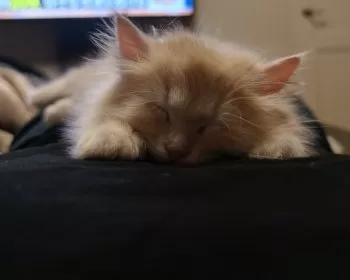 H.B 様のお迎えした子猫