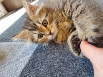 Leon 様のお迎えした子猫