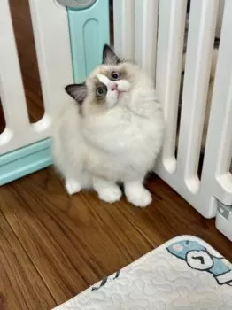T.Y 様のお迎えした子猫