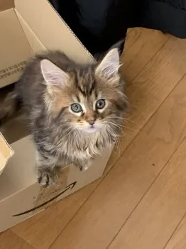 ルタオ 様のお迎えした子猫