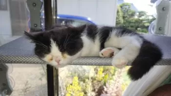 だいきち 様のお迎えした子猫