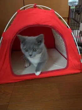 ゆうき 様のお迎えした子猫