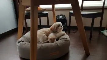 non_n 様のお迎えした子猫