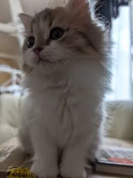 M.K 様のお迎えした子猫