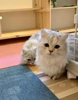 あべファミリー 様のお迎えした子猫