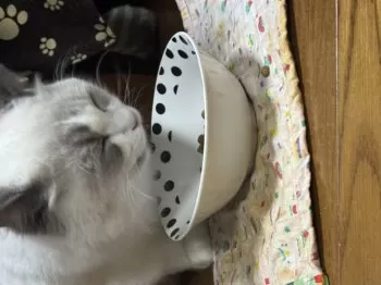 テンさん 様のお迎えした子猫