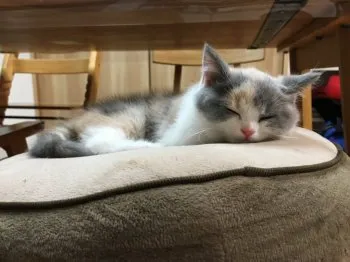 にゃん吉 様のお迎えした子猫
