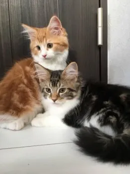 わたなべ 様のお迎えした子猫