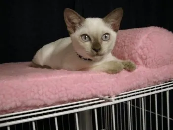 S.T 様のお迎えした子猫