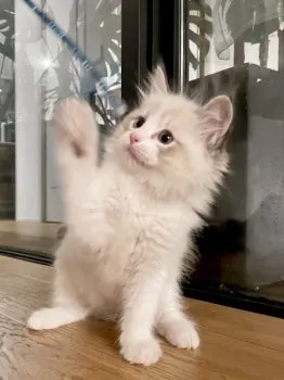 PolarisPapa 様のお迎えした子猫