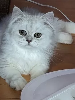 りーまま 様のお迎えした子猫