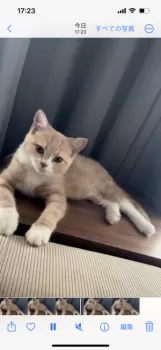 H.T 様のお迎えした子猫