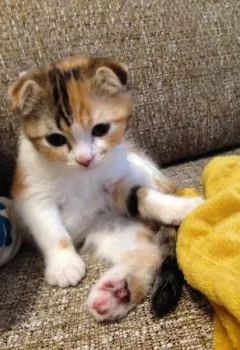 スーちゃん 様のお迎えした子猫