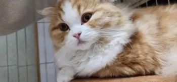 くぅ 様のお迎えした子猫
