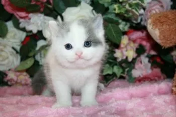 アンキ 様のお迎えした子猫