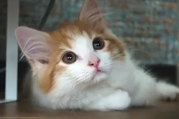 ツナ 様のお迎えした子猫
