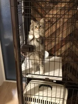 みずき 様のお迎えした子猫