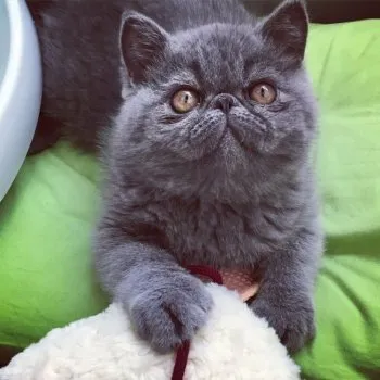 マルマル 様のお迎えした子猫