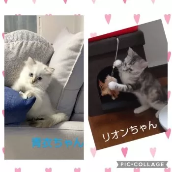 aya.nyan 様のお迎えした子猫