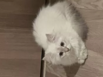 Azaz 様のお迎えした子猫