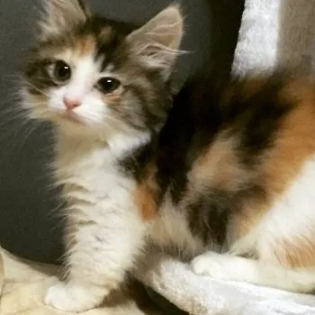 つなまよ 様のお迎えした子猫