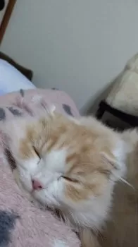 S 様のお迎えした子猫