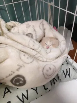 ゆまみちゃ 様のお迎えした子猫