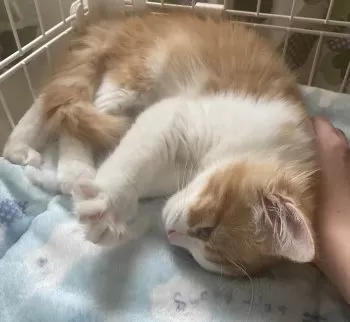 M.Ｉ 様のお迎えした子猫