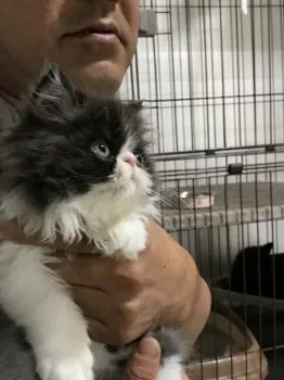 よしこ 様のお迎えした子猫