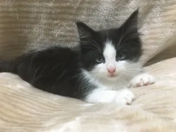 鈴ノ助 様のお迎えした子猫