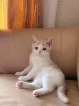 M.N 様のお迎えした子猫