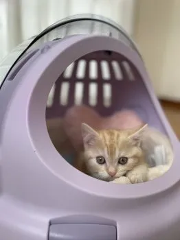 nekomama 様のお迎えした子猫