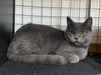 J.K 様のお迎えした子猫