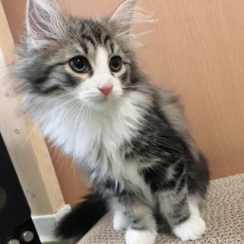 Ada 様のお迎えした子猫