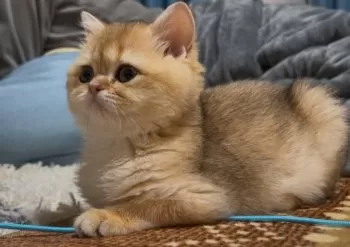 maca 様のお迎えした子猫