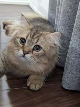 H.Ｉ 様のお迎えした子猫