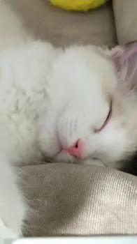 ブルー 様のお迎えした子猫