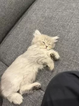 U 様のお迎えした子猫