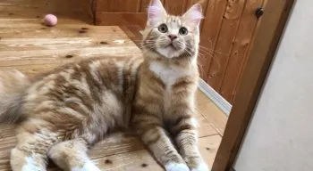 とら 様のお迎えした子猫