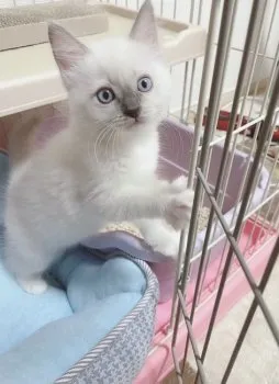 えりにゃん 様のお迎えした子猫