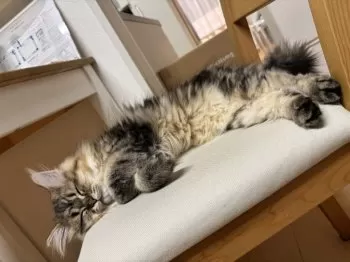 H.G 様のお迎えした子猫